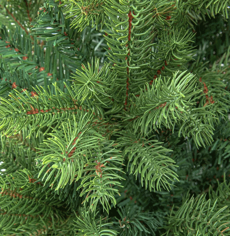 Ель Winter Glade Arkansas Premium Hinged PVC/PE 180см (291180) Ель Winter Glade Arkansas Premium Hinged PVC/PE 180см (291180)