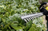 Кусторез Karcher HGE 18-45 (с 1-им АКБ)