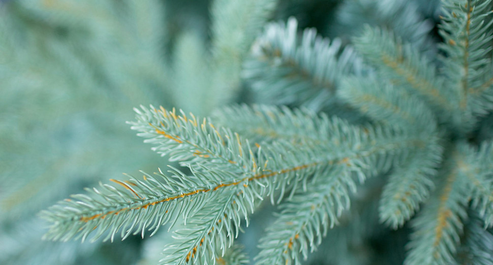 Ель Green Trees Россо премиум 1.8 м Ель Green Trees Россо премиум 1.8 м