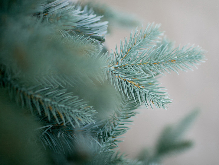 Ель Green Trees Россо премиум 1.8 м Ель Green Trees Россо премиум 1.8 м