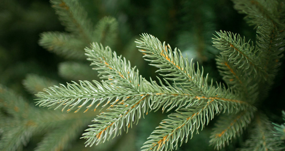 Ель Green Trees Фьерро премиум 2.4 м Ель Green Trees Фьерро премиум 2.4 м