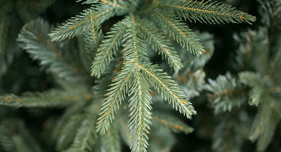 Ель Green Trees Фьерро премиум 2.4 м Ель Green Trees Фьерро премиум 2.4 м