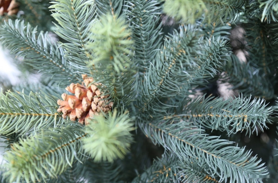 Ель GreenLand Stefanie 1.95 м (с гирляндой) Ель GreenLand Stefanie 1.95 м (с гирляндой)