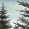 Пихта GreenTerra Нобилис 2.1 м