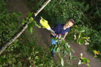 Сучкорез Ryobi RY18PLA-0 (без АКБ)