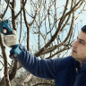 Секатор Bosch Pro Pruner Professional 06019K1021 (с 2-мя АКБ) Секатор Bosch Pro Pruner Professional 06019K1021 (с 2-мя АКБ)