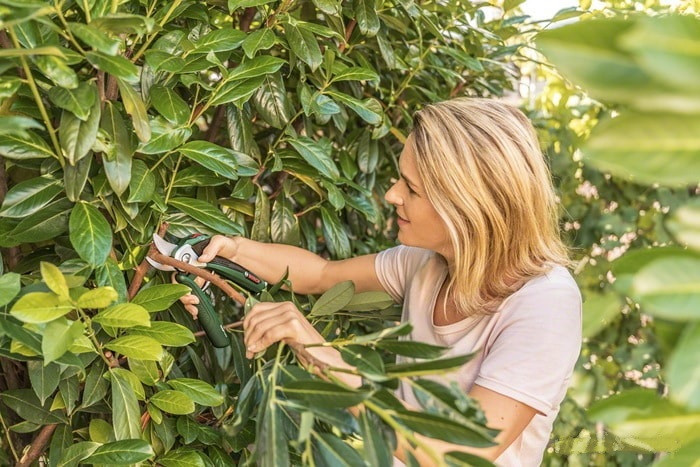 Секатор Bosch EasyPrune Секатор Bosch EasyPrune