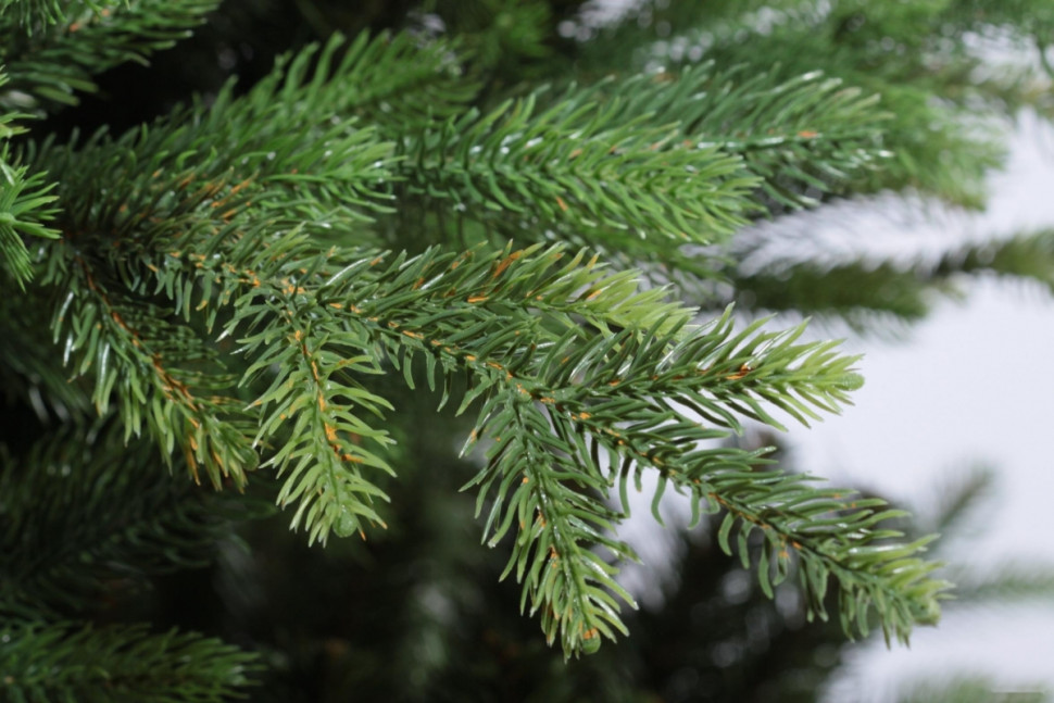 Ель Царь Елка Офелия 1.8 м Ель Царь Елка Офелия 1.8 м