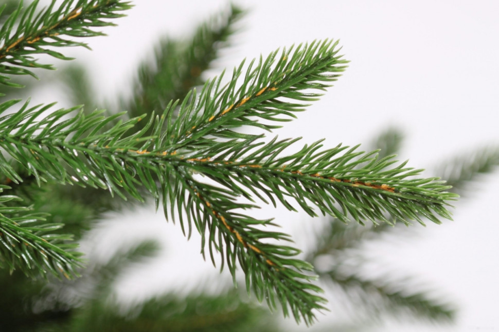 Ель Царь Елка Офелия 1.8 м Ель Царь Елка Офелия 1.8 м